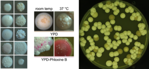 Candida Auris Explained: The Hospital Fungus That Copies Its Genome to Beat Our Last-Line Drugs