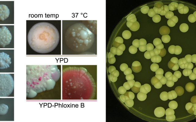 Candida Auris Explained: The Hospital Fungus That Copies Its Genome to Beat Our Last-Line Drugs