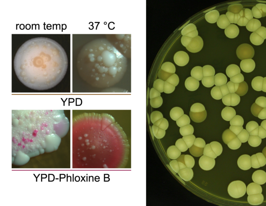 Candida Auris Explained: The Hospital Fungus That Copies Its Genome to Beat Our Last-Line Drugs