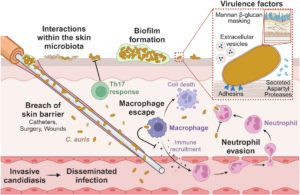 Candida Auris Echinocandin Resistance Without FKS Mutations: Ploidy Shifts, CRZ1 Loss of Function and Heteroresistance