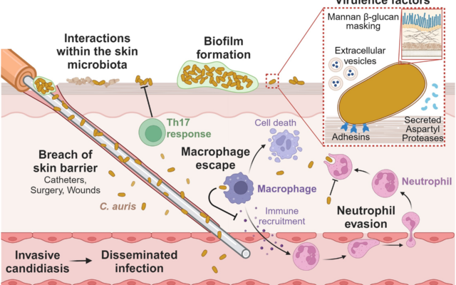 Candida Auris Echinocandin Resistance Without FKS Mutations: Ploidy Shifts, CRZ1 Loss of Function and Heteroresistance